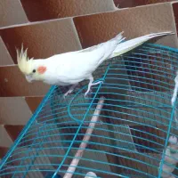 عروس هلندی