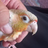 گیرینچیک گم شده