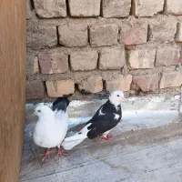 کبوتر سالم وسلامت