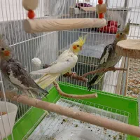 3عدد عروس هلندی 3ماهه