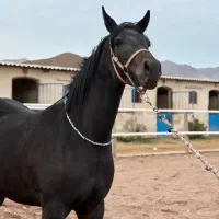 اسب عرب ۳ ساله جوان
