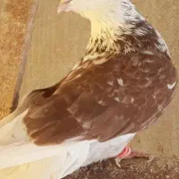 پایه کبوتر