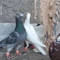 7تا کفتر ضربه