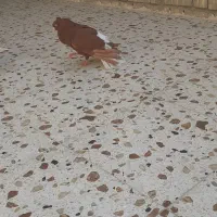 کبوتر دم سفید