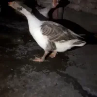 دوعدد غاز نروماده.. بالغ تخم گذار