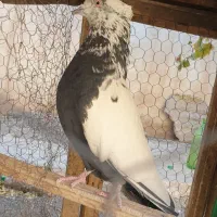 نر دم چتن