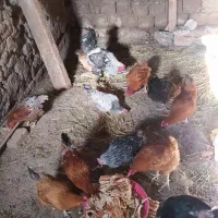 مرغ تخم گذار