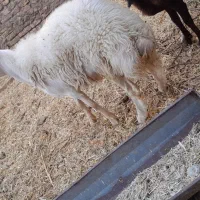 بره قوچ