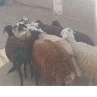 8 راس بره ماده