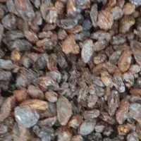 فروش انواع کشمش خوراکی و سرکه ای