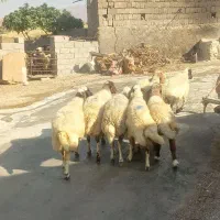 ۸عدت میش داشتی درج یک ابستن ازشون مای کرد