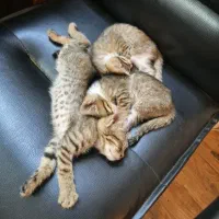 واگذاری بچه گربه دو ماهه