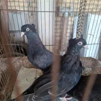 کبوتر زاغ  چشونک سفید، سیاه قیل کله فندقی