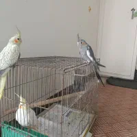 جوجه عروس تازه دونخور شده