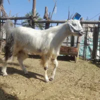 نری