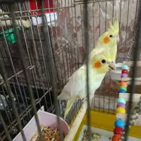 عروس هلندی نژاد بزرگ