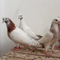 جوجه پرشی کاشان