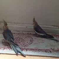 فروش جوجه عروس هلندی