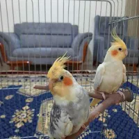 یک جفت عروس هلندی