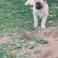 دوتا توله پژدر نمونه معاوضه