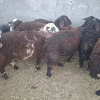 فروش بره نر چاق