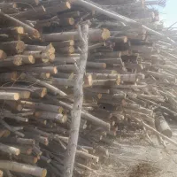 فروش هاچه درهمه اندازه