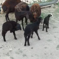 سه عددمیش وبره