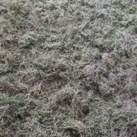 ریشه یا  (ساقه) آویشن عرق گیری