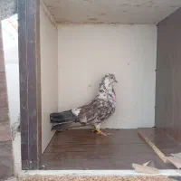 کبوتر