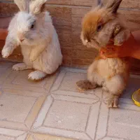 نرماده خرگوش لوپی دستی وآروم
