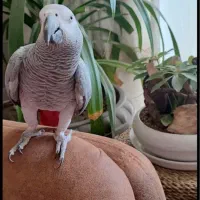 کاسکو نر درشت پر حرف رام و دستی