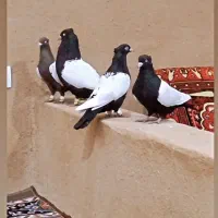 سینه  بی نظیر