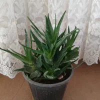 قیمت ۲۰۰۰۰۰تومان