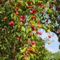 آلوچه  زیر قیمت بزارا تازه  ۶۵ تومن