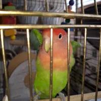 طوطی برزیلی