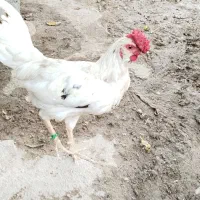 مرغ محلی و مرغ گلین