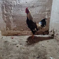 خروس دورگه