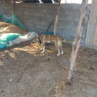 سگ برای گله خوبه