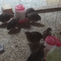 بلدرچین تخم گذار و گوشتی