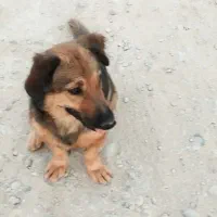 سگ ژرمن پاکوتاه