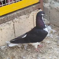 کبوتر دو جوجه نر فروشی