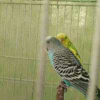 یک جفت مرغ عشق همراه قفس