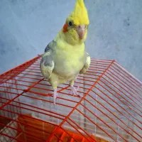 عروس هلندی و قفسش