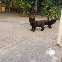 بچه گربه