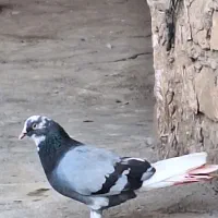کبوتر پرشی