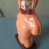 ماکت بدن انسان