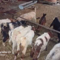 ۲۵راس بز کهره دار