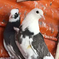 کبوتر شازده پاک