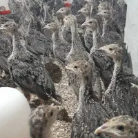 فروش 300 قطعه جوجه بوقلمون ۴۰ روزه برنز.