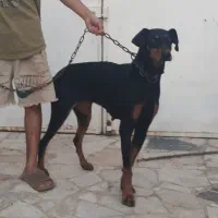 سگ دوبرمن اصیل